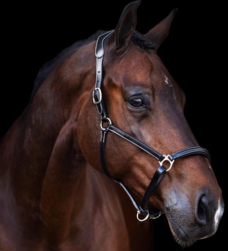 HV Polo Halfter HVPLegacy - 2