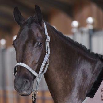 Headcollar HVPNena - 1