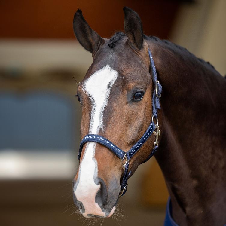 Headcollar HVPNena - 0